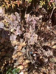 Kalanchoe fedtschenkoi