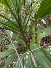 Cordyline manners-suttoniae
