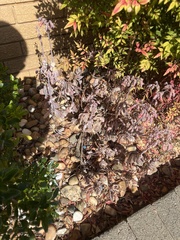 Kalanchoe fedtschenkoi