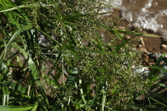 Scirpus radicans