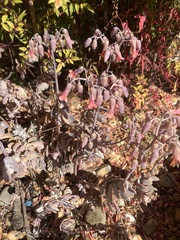 Kalanchoe fedtschenkoi
