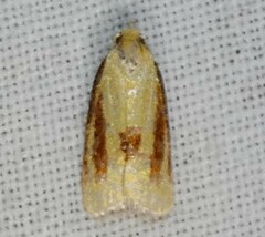 Sparganothis bistriata