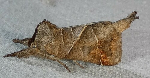 Angle-lined Prominent photo 3