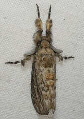 Dasychira atrivenosa