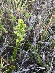 Platanthera mandarinorum pachyglossa