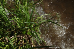 Scirpus radicans