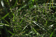 Scirpus radicans