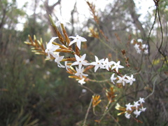 Lysinema pentapetalum
