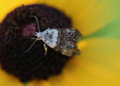 Neocaloreas leucobasis