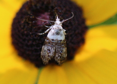 Neocaloreas leucobasis