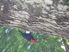 Malimbus rubricollis