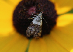 Neocaloreas leucobasis