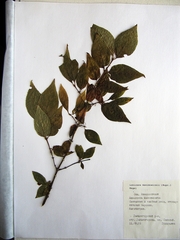 Lonicera maximowiczii