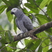 African Grey Parrot - Photo (c) Dérozier Violette, some rights reserved (CC BY-NC), uploaded by Dérozier Violette