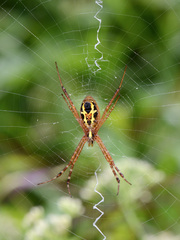 Argiope catenulata