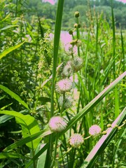 Sparganium androcladum