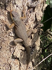 Tropidurus catalanensis
