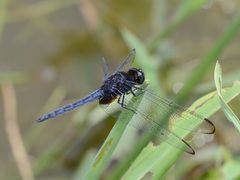 Indothemis limbata