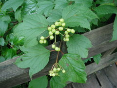 Viburnum opulus americanum