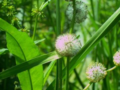 Sparganium androcladum