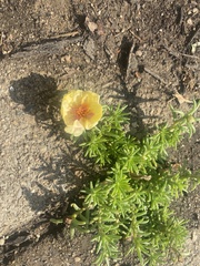 Portulaca grandiflora