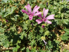 Malva sylvestris