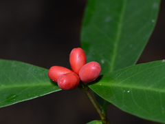 Wikstroemia ridleyi