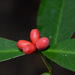 Wikstroemia ridleyi - Photo (c) Cheongweei Gan, some rights reserved (CC BY), uploaded by Cheongweei Gan