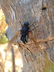 Satyramoeba hetrusca