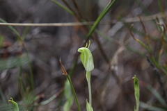 Pterostylis brevisepala