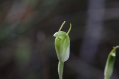 Pterostylis brevisepala