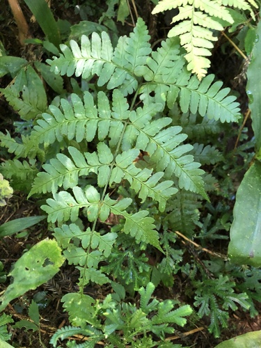 Dryopteris sparsa iNat (1)