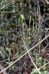 Pterostylis brevisepala