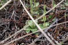 Pterostylis brevisepala