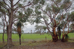 Eucalyptus lane-poolei
