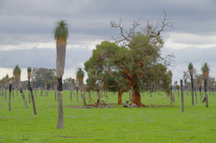 Eucalyptus lane-poolei