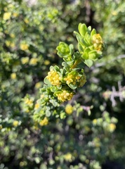 Pimelea serpyllifolia serpyllifolia