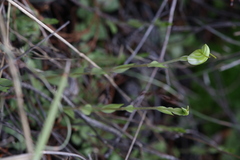 Pterostylis brevisepala