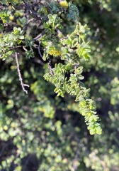 Pimelea serpyllifolia serpyllifolia