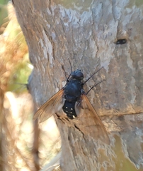 Satyramoeba hetrusca