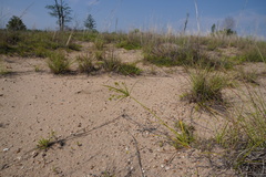 Cyperus grayioides