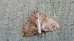 Hydriomena perfracta