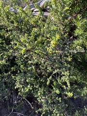 Pimelea serpyllifolia serpyllifolia