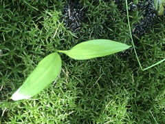 Liparis loeselii