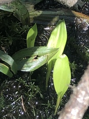 Liparis loeselii