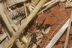 Ammotrechidae