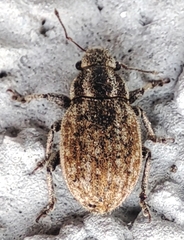 Curculionidae