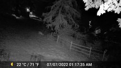 Odocoileus virginianus