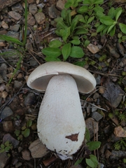 Leccinum percandidum
