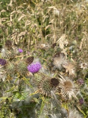 Cirsium vulgare